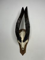 جمجمه و شاخ کل اهلی طبیعی پاکسازی شده مدل 20/  Goat-model-20 - Image 10