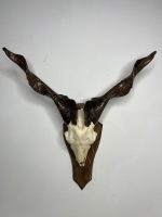 جمجمه و شاخ کل اهلی پاکسازی شده مدل 30 /  Goat-model-30 - Image 11
