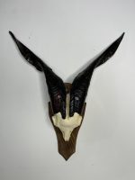 جمجمه و شاخ کل اهلی طبیعی پاکسازی شده مدل 3/  Goat-model-3 - Image 11