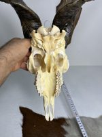 جمجمه و شاخ کل اهلی پاکسازی شده مدل 22 /  Goat-model-22 - Image 3