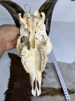 جمجمه و شاخ کل اهلی طبیعی پاکسازی شده مدل 29/  Goat-model-29 - Image 2