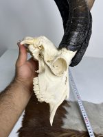 جمجمه و شاخ کل اهلی طبیعی پاکسازی شده مدل 20/  Goat-model-20 - Image 2