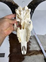 جمجمه و شاخ کل اهلی طبیعی پاکسازی شده مدل 90/  Goat-model-90 - Image 3