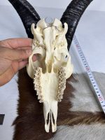 جمجمه و شاخ کل اهلی طبیعی پاکسازی شده مدل 21/  Goat-model-21 - Image 3