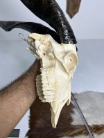 جمجمه و شاخ کل اهلی طبیعی پاکسازی شده مدل 3/  Goat-model-3 - Image 3