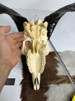 جمجمه و شاخ کل اهلی طبیعی پاکسازی شده مدل 16/  Goat-model-16 - Image 2