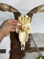جمجمه و شاخ کل اهلی طبیعی پاکسازی شده مدل 32/  Goat-model-32 - Image 3