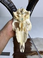 جمجمه و شاخ کل اهلی طبیعی پاکسازی شده مدل 104/  Goat-model-104 - Image 3