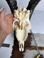 جمجمه و شاخ کل اهلی طبیعی پاکسازی شده مدل 4/  Goat-model-4 - Image 3
