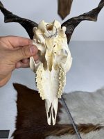 جمجمه و شاخ کل اهلی طبیعی پاکسازی شده مدل 13/  Goat-model-13 - Image 3