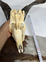 جمجمه و شاخ کل اهلی پاکسازی شده مدل 9 /  Goat-model-9 - Image 3