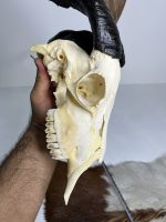 جمجمه و شاخ کل اهلی طبیعی پاکسازی شده مدل 22-1/  Goat-model-22-1 - Image 3