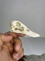 جمجمه طبیعی اردک سرسبز - مدل 88/ Anas platyrhynchos model -88 - Image 3