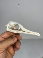 جمجمه طبیعی پرنده باکلان - مدل 50/ Cormorant Skull -  model -50 - Image 3