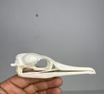 جمجمه طبیعی پرنده باکلان - مدل 49/ Cormorant Skull -  model -49 - Image 3