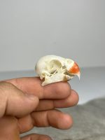 جمجمه طبیعی طوطی ملنگو - مدل 83/ Rose-ringed Parakeet Skull model -83 - Image 4