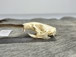 جمجمه طبیعی جربیل بزرگ مدل 1 / Great Gerbil Skull model-1 - Image 3