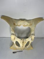 استخوان طبیعی لگن گاو مدل 2 / model-2 - Image 3
