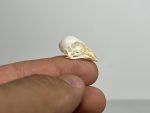 جمجمه طبیعی قناری - مدل 75/  Canary Skull model -75 - Image 3