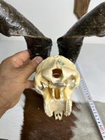 جمجمه و شاخ کل اهلی پاکسازی شده مدل 26 /  Goat-model-26 - Image 3