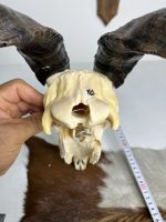 جمجمه و شاخ کل اهلی پاکسازی شده مدل 25 /  Goat-model-25 - Image 3