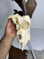 جمجمه و شاخ کل اهلی پاکسازی شده مدل 30 /  Goat-model-30 - Image 3