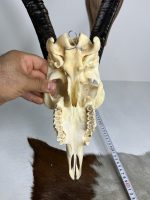 جمجمه و شاخ کل اهلی پاکسازی شده مدل 27/  Goat-model-27 - Image 3
