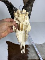 جمجمه و شاخ کل اهلی طبیعی پاکسازی شده مدل 8/  Goat-model-8 - Image 3