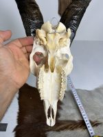 جمجمه و شاخ کل اهلی طبیعی پاکسازی شده مدل 23/  Goat-model-23 - Image 3