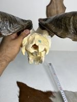 جمجمه و شاخ کل اهلی پاکسازی شده مدل 22 /  Goat-model-22 - Image 4