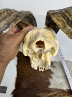 جمجمه و شاخ کل اهلی طبیعی پاکسازی شده مدل 29/  Goat-model-29 - Image 3