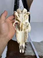 جمجمه و شاخ کل اهلی طبیعی پاکسازی شده مدل 20/  Goat-model-20 - Image 3