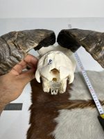 جمجمه و شاخ کل اهلی طبیعی پاکسازی شده مدل 90/  Goat-model-90 - Image 4