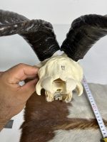 جمجمه و شاخ کل اهلی طبیعی پاکسازی شده مدل 21/  Goat-model-21 - Image 4