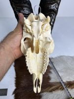 جمجمه و شاخ کل اهلی طبیعی پاکسازی شده مدل 3/  Goat-model-3 - Image 4