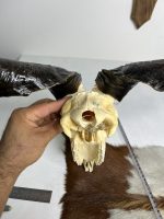 جمجمه و شاخ کل اهلی طبیعی پاکسازی شده مدل 16/  Goat-model-16 - Image 3