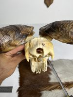 جمجمه و شاخ کل اهلی طبیعی پاکسازی شده مدل 32/  Goat-model-32 - Image 4