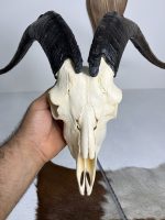 جمجمه و شاخ کل اهلی طبیعی پاکسازی شده مدل 104/  Goat-model-104 - Image 4