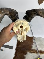 جمجمه و شاخ کل اهلی طبیعی پاکسازی شده مدل 4/  Goat-model-4 - Image 4