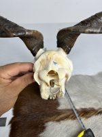 جمجمه و شاخ کل اهلی طبیعی پاکسازی شده مدل 13/  Goat-model-13 - Image 4