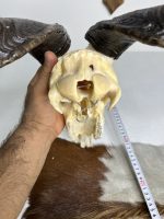 جمجمه و شاخ کل اهلی پاکسازی شده مدل 9 /  Goat-model-9 - Image 4