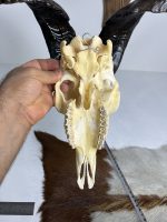 جمجمه و شاخ کل اهلی طبیعی پاکسازی شده مدل 22-1/  Goat-model-22-1 - Image 4