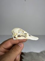 جمجمه طبیعی اردک سرسبز - مدل 88/ Anas platyrhynchos model -88 - Image 4