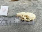 جمجمه طبیعی جربیل بزرگ مدل 1 / Great Gerbil Skull model-1 - Image 4