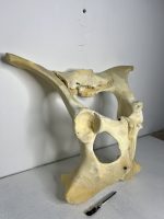 استخوان طبیعی لگن گاو مدل 2 / model-2 - Image 4