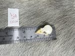 جمجمه طبیعی قناری - مدل 75/  Canary Skull model -75 - Image 4