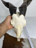 جمجمه و شاخ کل اهلی پاکسازی شده مدل 26 /  Goat-model-26 - Image 4