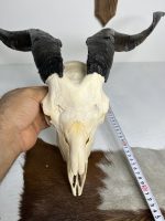 جمجمه و شاخ کل اهلی پاکسازی شده مدل 25 /  Goat-model-25 - Image 4