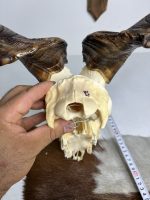 جمجمه و شاخ کل اهلی پاکسازی شده مدل 30 /  Goat-model-30 - Image 4