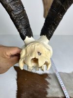 جمجمه و شاخ کل اهلی پاکسازی شده مدل 27/  Goat-model-27 - Image 4